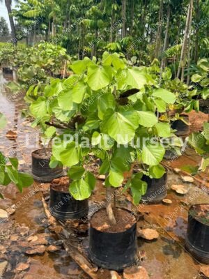 Butea Monosperma
