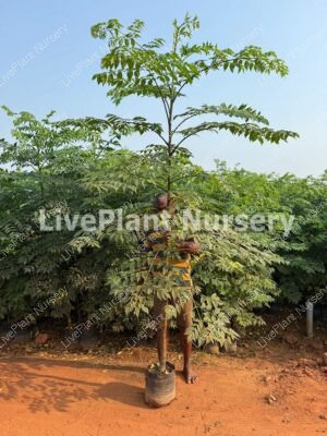 Malbar Neem Plant