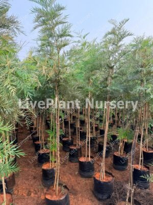 Silver oak plants