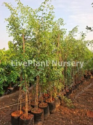 Sissoo, Dalbergia, Indian Rosewood plant