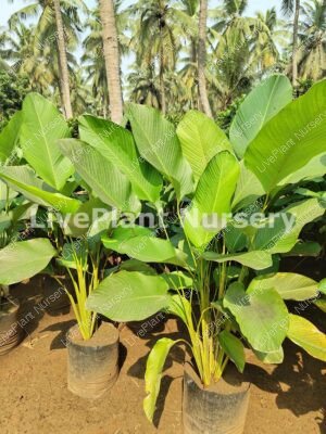 Calathea Lutea