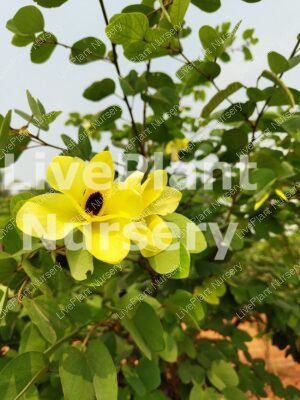 Bahuniya Tomentosa