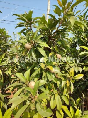 Chikoo, sapota Chiku fruit-Grafted plant