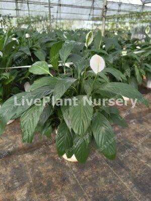 Spathiphyllum Wallisii Peace Lilly