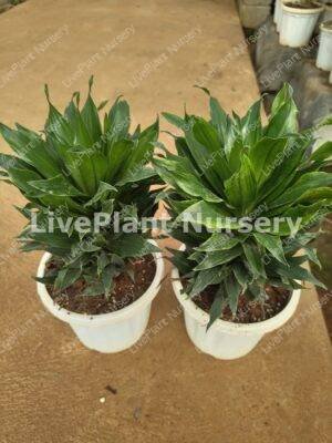 Dracaena Compacta-Indoor pot