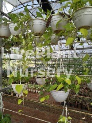 Money plant Hanging pot