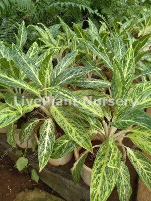 Aglonima indoor pot plants