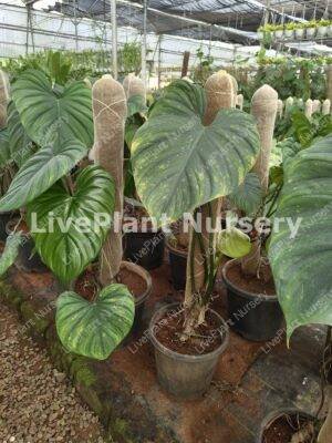 Philodendron plowmanii(Narow Form)