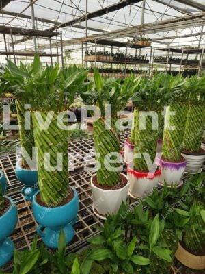 Lucky Bamboo-Indoor plants