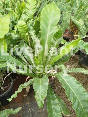 Bird's NestFern-Asplenium Nidus