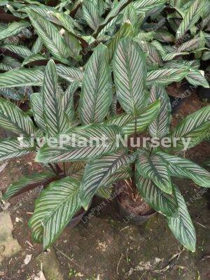 Calathea Ornata pinstripe