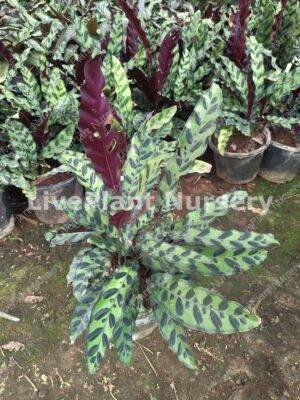Calathea Lancifolia(Rattle Snake Plant)