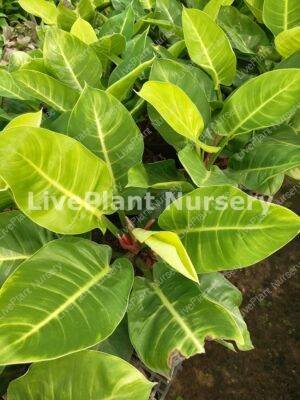 Philodendron Moonlight