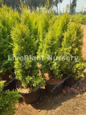 Golden Cypress pot