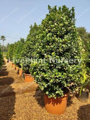 Apollo Phycus-Cone shaped pot