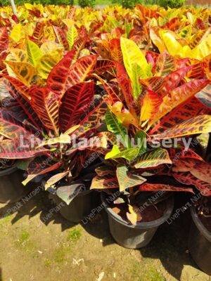Petra Croton pot