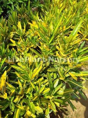 Croton-Sunny Star plant