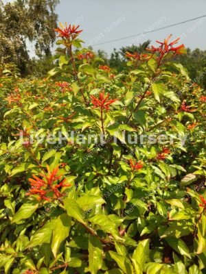 Hamelia Patens-Fire Flash plant