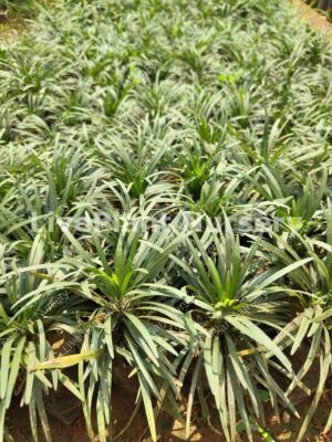 Mondo Grass