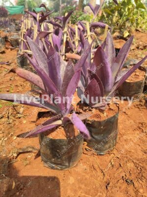 Tradescantia pallida (Purple Heart)