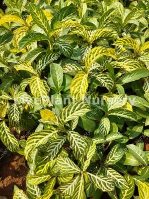 Tiger Plant (Sanchezia speciosa plant)