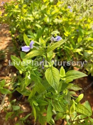 Barleria Cristata