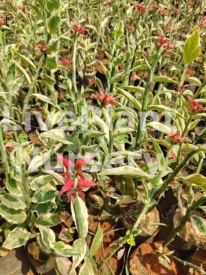 Euphorbia tithymaloides (devils backbone)