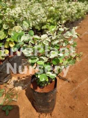 Snow Bush (Breynia Disticha)