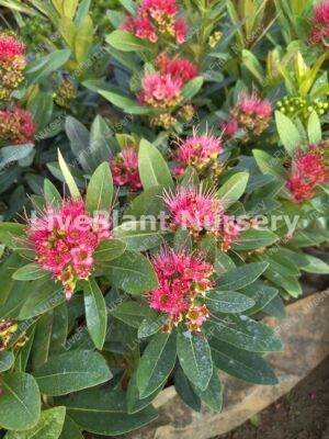 Crimson penda plant (XanthostemonYoungii)