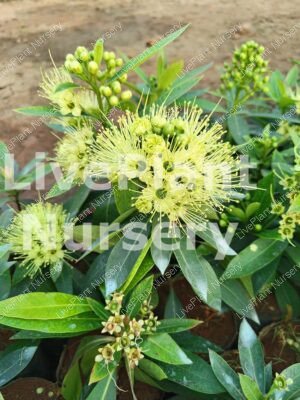 Golden penda (Xanthostemon chrysanthus)