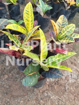 Petra Croton (Codiaeum Variegatum)