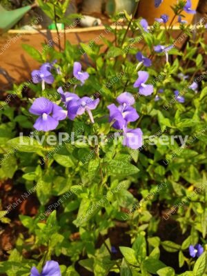 Achetaria azrea (Brazilian Snapdragon)
