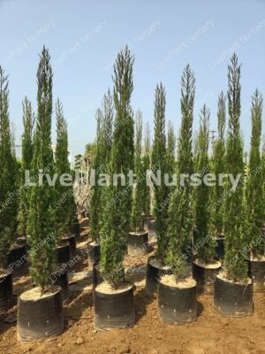 Ornamental\Pencil Pine (Cupressus sempervirens)