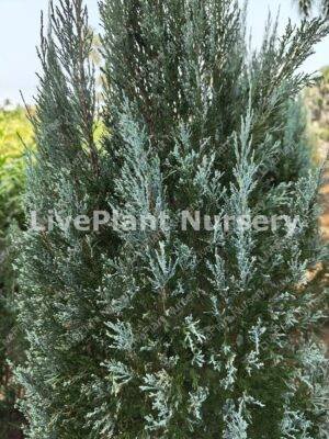 Juniper blue plant (Juniperus Scopulorum Blue Arrow)