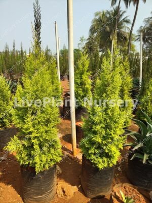 Golden Cypress plant (Cupressus Macrocarpa)