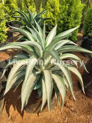 Agave Variegated