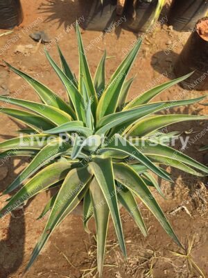 Variegated Agave Plant-Green Yellow