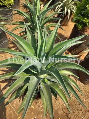 Agave Desmettiana