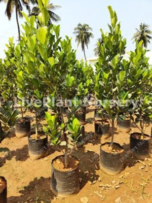 Jack Fruit-(Panasa Grafted Plant)