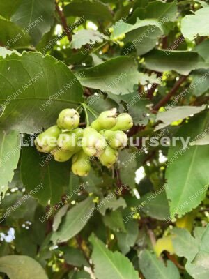 Water apple
