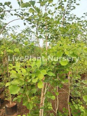 Dalbergia Sissoo-Indian Rosewood plant