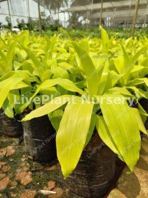 Dracaena Limelight plant