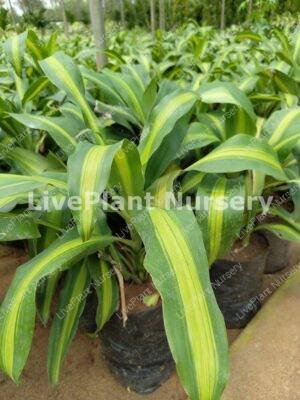 Dracaena Dara Singh plant