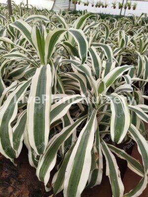 Dracaena Fragrans-Victoria White
