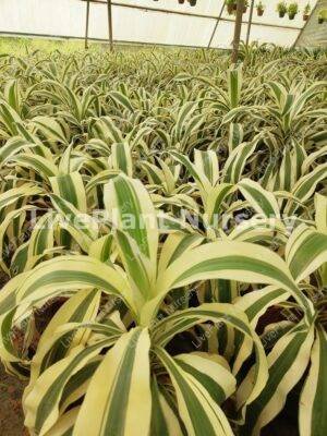 Dracaena Fragrans-Victoria Green