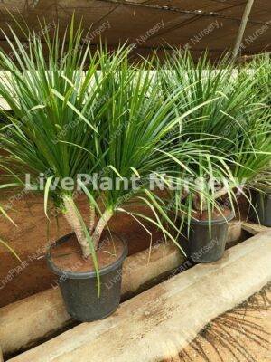 Dracaena Draco plant