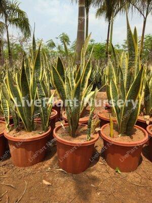 Sansevieria Golden Snake plant