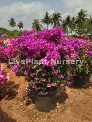 Bougainvillea Hybrid colour pots