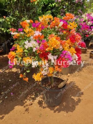 Multi coloured Bougainvillea pots
