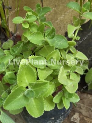 Ajwain plant-Mint